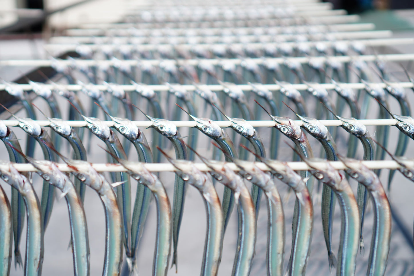 急速凍結・真空サヨリ300g(干物)