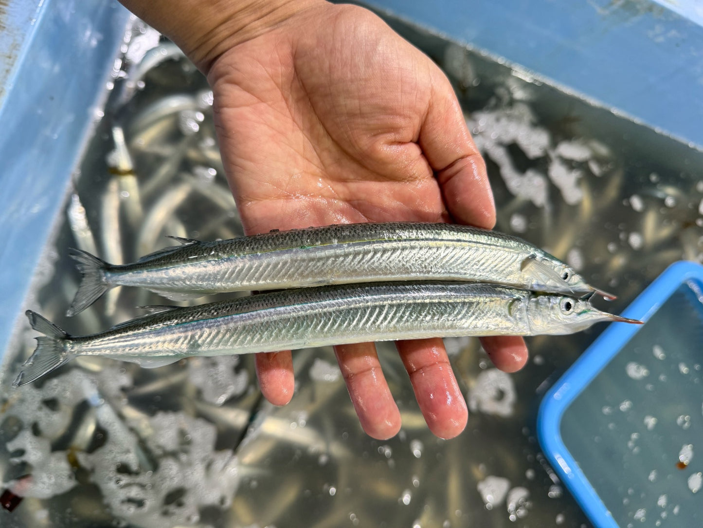 急速凍結・真空サヨリ300g(干物)